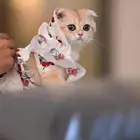 قطة سكوتش فولد