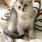 كيتن سكوتش فولد انثى