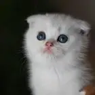 كتن سكوتش فولد سل ر بيور