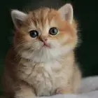 سكوتش قولد انثى مستوى توب