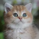 سكوتش قولد انثى