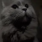 قطط تبني