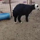البيع رخال نجديه تم البيع