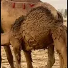 للبيع مقصب ان بغيته قصب ولا الي تبي القعود كفو كفو مررره