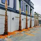 نخيل عربي واشنطني توصيل وزراعه