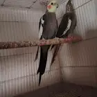 جوز كروان منتج مشروط