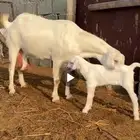 عنز برصا تحتها عناق طيبه