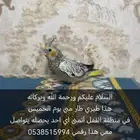 طير كروان مفقود في القفل