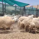 رخال خلفات صنف الصنف
