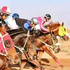 عسف خيل سباق خيول