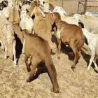 لبيعةسواكن العدد 70 العمر من 4 الي 5 اشهور لهن أكثر من شهر