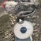 ديوك بلدي نظيفه تختار بفسك ويذبح امامك