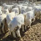 لبيع بهم حري الخرفان 38 الرخال 10 العمر من 4 إلي 6 اشهور