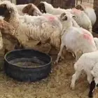 لبيع غنم نعيم العدد 21 مواليد و دفيع عمر الغنم من سدس وتامه