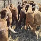 للبيع سواكن حمريه العدد 90 تزود تنقص العمر من 4 إلي 5 السوم