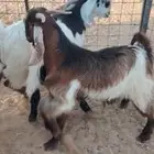 تيوس فل الفل