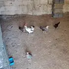 دجاج بلدي بياض شرط