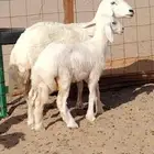 نعجه حريه صنف تحتها رخل