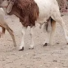 كبش سواكني درماني