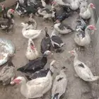 بيض بط بلدي مخصب وبيض دجاج