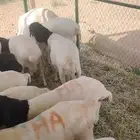 طليان برابر ضحايا