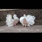 زوج رقاص هولندي مكتف اصفر نوادر