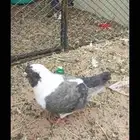 حمام طبات ذكر كنق وذكر رقاص وذكر شرازي