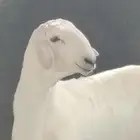 ما شاء الله مشروع كفو وحار عمره 5 شهور ونص