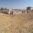 للبيع 3000 الف حبه صبيات في ينبع البحر