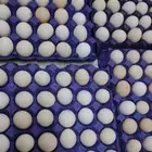 متوفر بيض فيومي وفرنسي العدد 5 اطباق التواصل  . وات