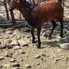 تيس للبيع يصلح فحل