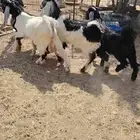 تيوس مغلق وحدالغلاق