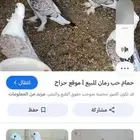 مطلوب حمام حب رمان ضروري ضروري