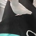 روز البينو اليف و هدد