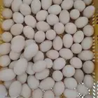 بيض بط بلدي مخصب وبيض دجاج