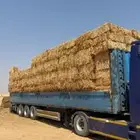 للبيع ذره جيزانيه انتاج العام طيبه ونظيفه
