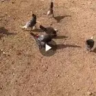 صيصان فيومي سوبر جاميوا للبيع