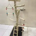 استاند طيور