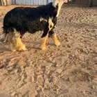 خروف فحل نجدي اسمر