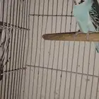 ةنثى دم انجليري منتجه