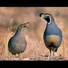 طائر السمان الكاليفورني