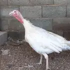 رومي للبيع