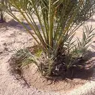 نخل عربي للبيع مثمر