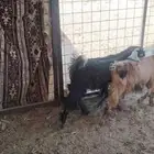تيوس مخاصي