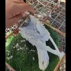 ذكر مفتل للبيع