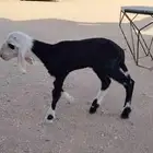 داغور نجدي