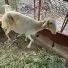 نعجه منتوجه تحتها رخل