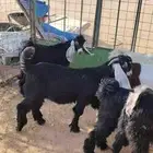 تيوس وجفار مغلق وحده