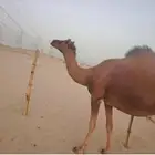 ناقه ساحلي كفوو حمره من نواد السواحل