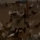 دجاج باكستاني وبلدي وفيومي مشكل